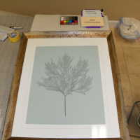          Tree illustration picture number 7
