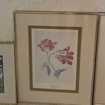 Red tulips