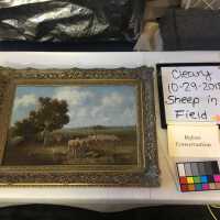 Sheep in field