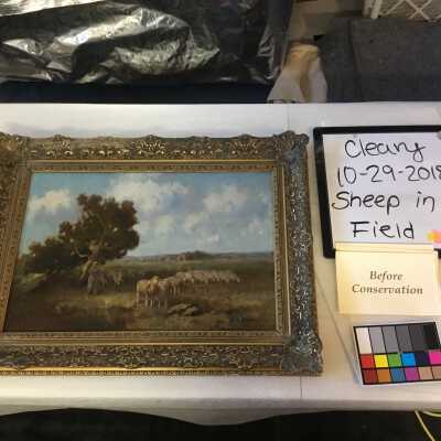 Sheep in field