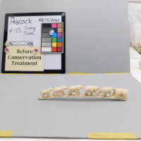          Ivory Tusk picture number 2
