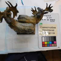          Bronze Mooses picture number 7
