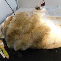          Shell picture number 50
