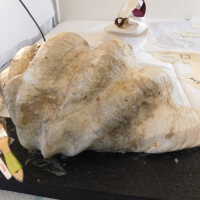          Shell picture number 51
