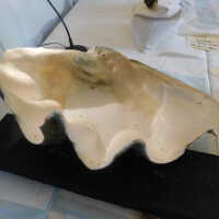          Shell picture number 52
