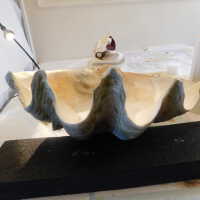          Shell picture number 53
