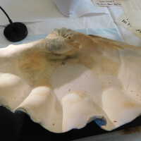          Shell picture number 54
