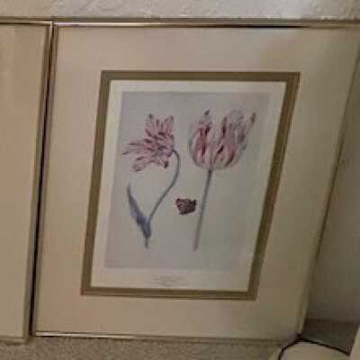 White tulips with red flecks