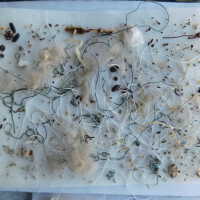          Drapery picture number 17
