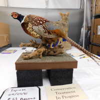          Taxidermy pheasant picture number 3
