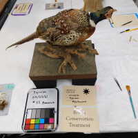          Taxidermy pheasant picture number 7
