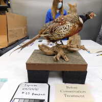          Taxidermy pheasant picture number 8
