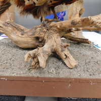          Taxidermy pheasant picture number 9
