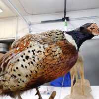          Taxidermy pheasant picture number 10

