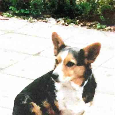 Betsy - Familie hond Dirkzwager