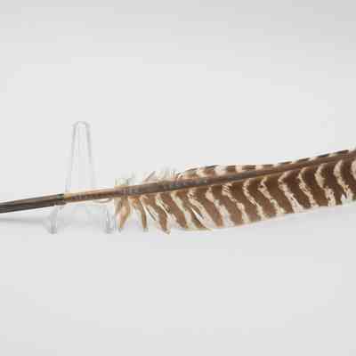 Quill and Feather Pen