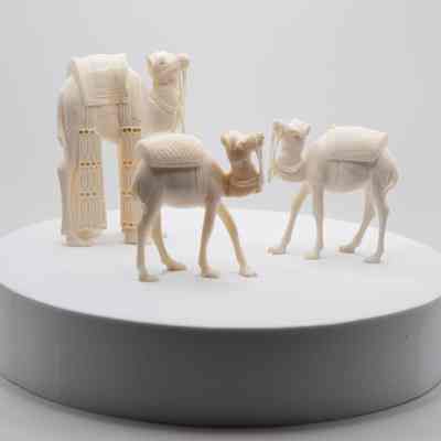 Set of Carved Ivory Camels