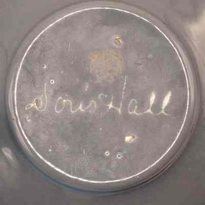 Signature in bottom of dish: Artists signature in bottom of dish, "Doris Hall."