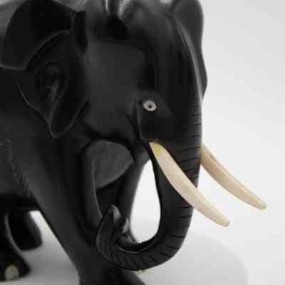 Head of the ebony wood and ivory Asian elephant.: Up close image of the black ebony wood Asian elephant with white ivory eyes, tusks, and nails. It's right foot is stepping forward and its tusk is tucked under.