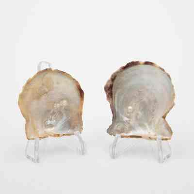 Pair of Small Oyster Shells with pearls