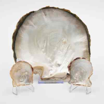 Oyster shells: A large oyster shell is displayed with two smaller shells that have pearls.