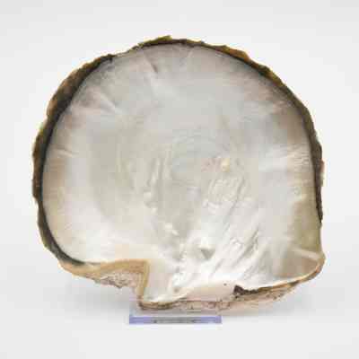 Large Oyster Shell with Pearl