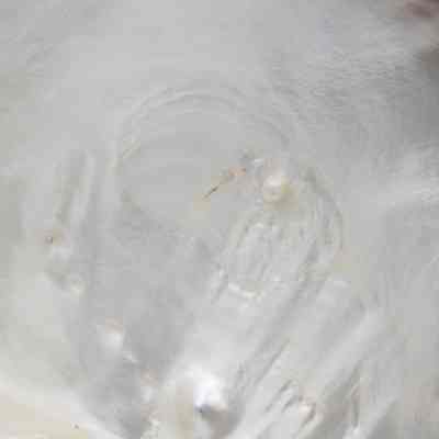 Pearl in oyster shell: An oyster shell displays a shimmering pearl embedded.