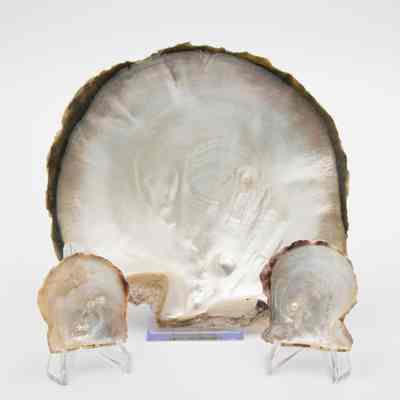 Large oyster shell and two smaller: A large oyster shell with a visible pearl is displayed next to two smaller.
