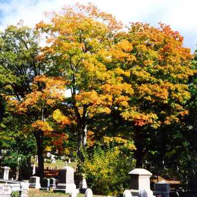 Cemeteries - Mount Pleasant - 2001 (8)