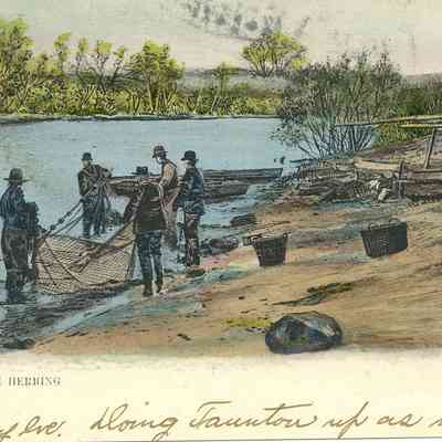 Taunton Herring