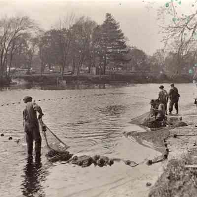 Taunton River Herring