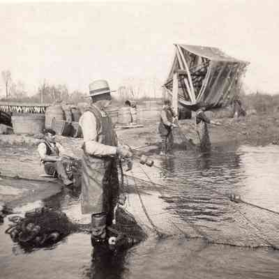 Taunton River Herring