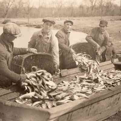 Taunton River Herring