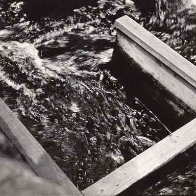 Taunton River - Herring