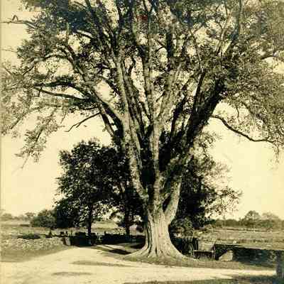 Dighton - Council Oak - 19th Century