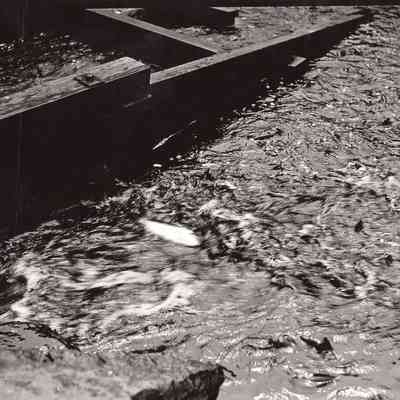 Taunton River - Herring