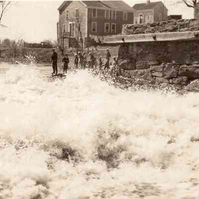 Taunton River - Herring (6)