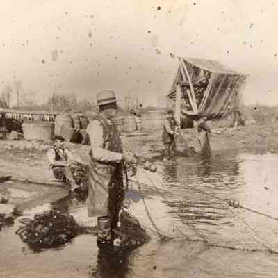 Taunton River Herring