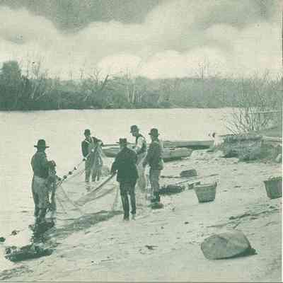 Seining Herring, Taunton, River, Taunton, MA