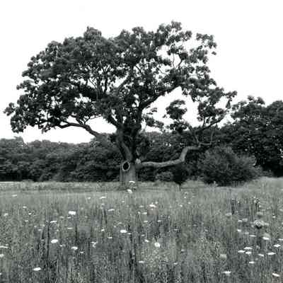 Dighton - Council Oak - 1987