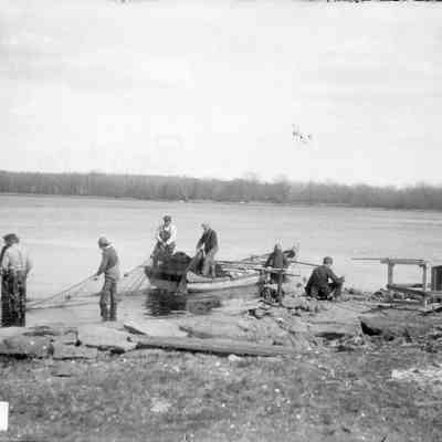 Taunton River Herring - Dighton