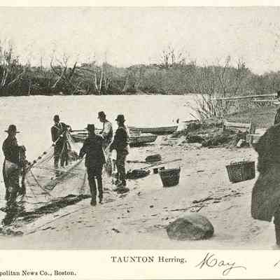 Taunton Herring