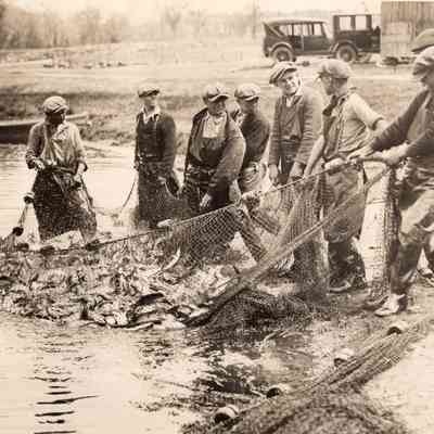 Taunton River - Herring - 1920s