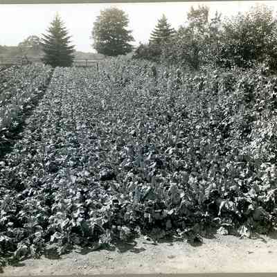 Bristol County Agricultural Society - Mason Farm (1)