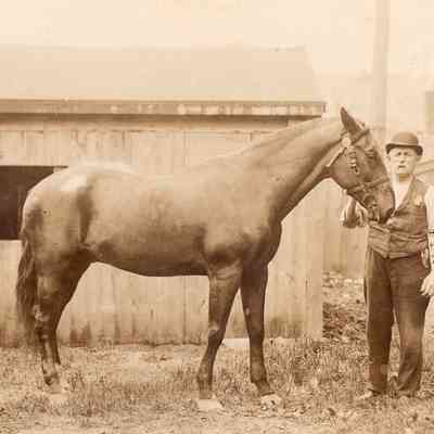 Police of Taunton - Police Horse Dandy