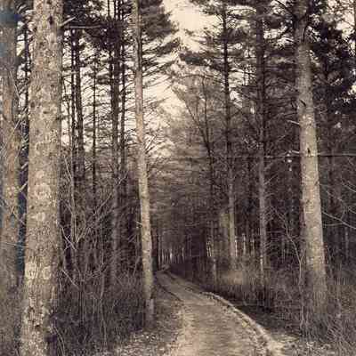 Sabbatia Park - Path
