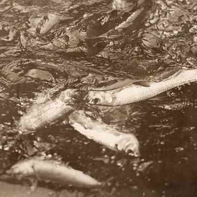Taunton River Herring