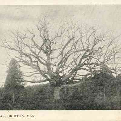 Dighton - The Council Oak