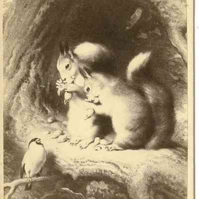 Animals
