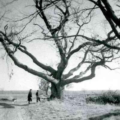 Dighton - Council Oak